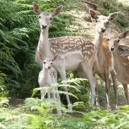 A Casinha Vakantiehuis *